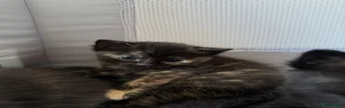 Mixed Breed Kitten 2