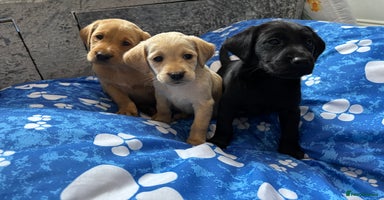 Labrador Retriever dogs - Advert 9