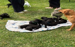 Labrador Retriever dogs for sale: KC Registered Black Labrador Pups 🐾 - Image 17
