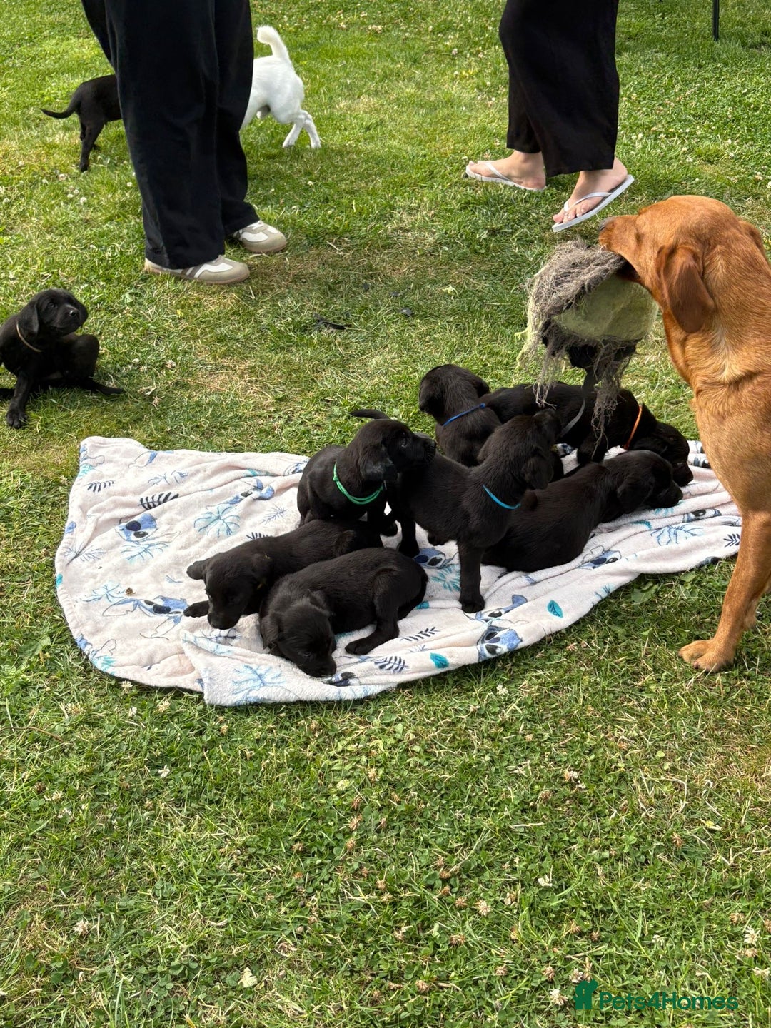 Labrador Retriever dogs for sale: KC Registered Black Labrador Pups 🐾 - Image 17