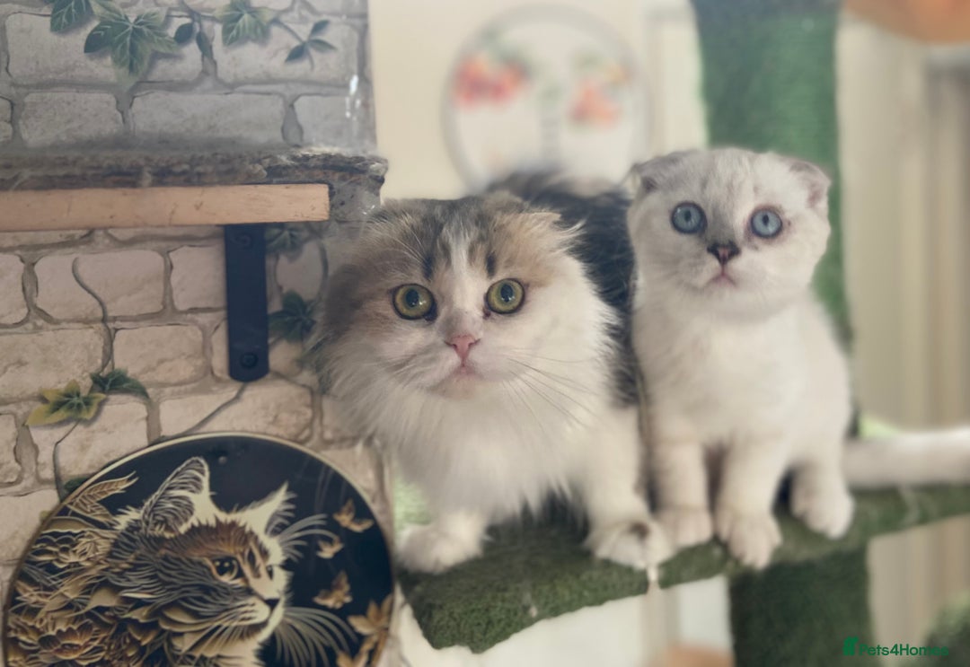 Scottish Fold cats for sale: Full Pedigree Kitten available - Image 12