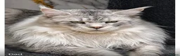 Maine Coon cats for sale: 🐾 Beautiful Maine Coon Girl – Rosie 🐾 - Advert 16
