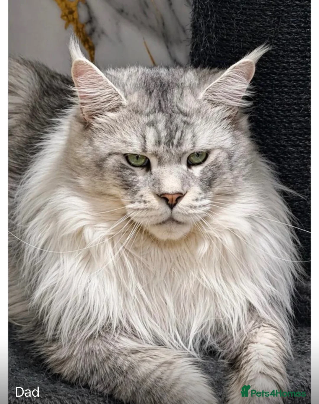 Maine Coon cats for sale: 🐾 Beautiful Maine Coon Girl – Rosie 🐾 - Advert 16