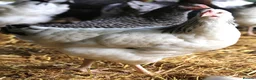 Chickens poultry for sale: Point of lay hybrid hens  - Advert 12