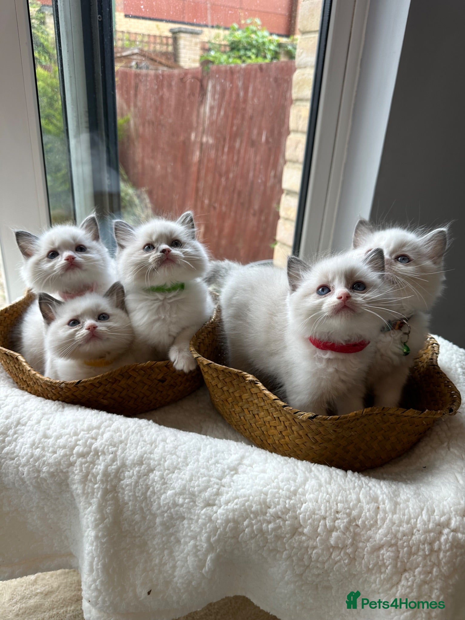 Ragdoll cats  TICA Quality Beautiful ragdoll kittens 😻🌟 - Advert 1