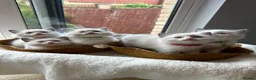 Ragdoll cats for sale:  TICA Quality Beautiful ragdoll kittens 😻🌟 - Advert 5