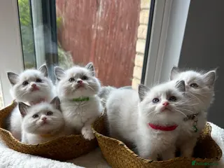 Ragdoll cats TICA Quality Beautiful ragdoll kittens 😻🌟 - Advert 1