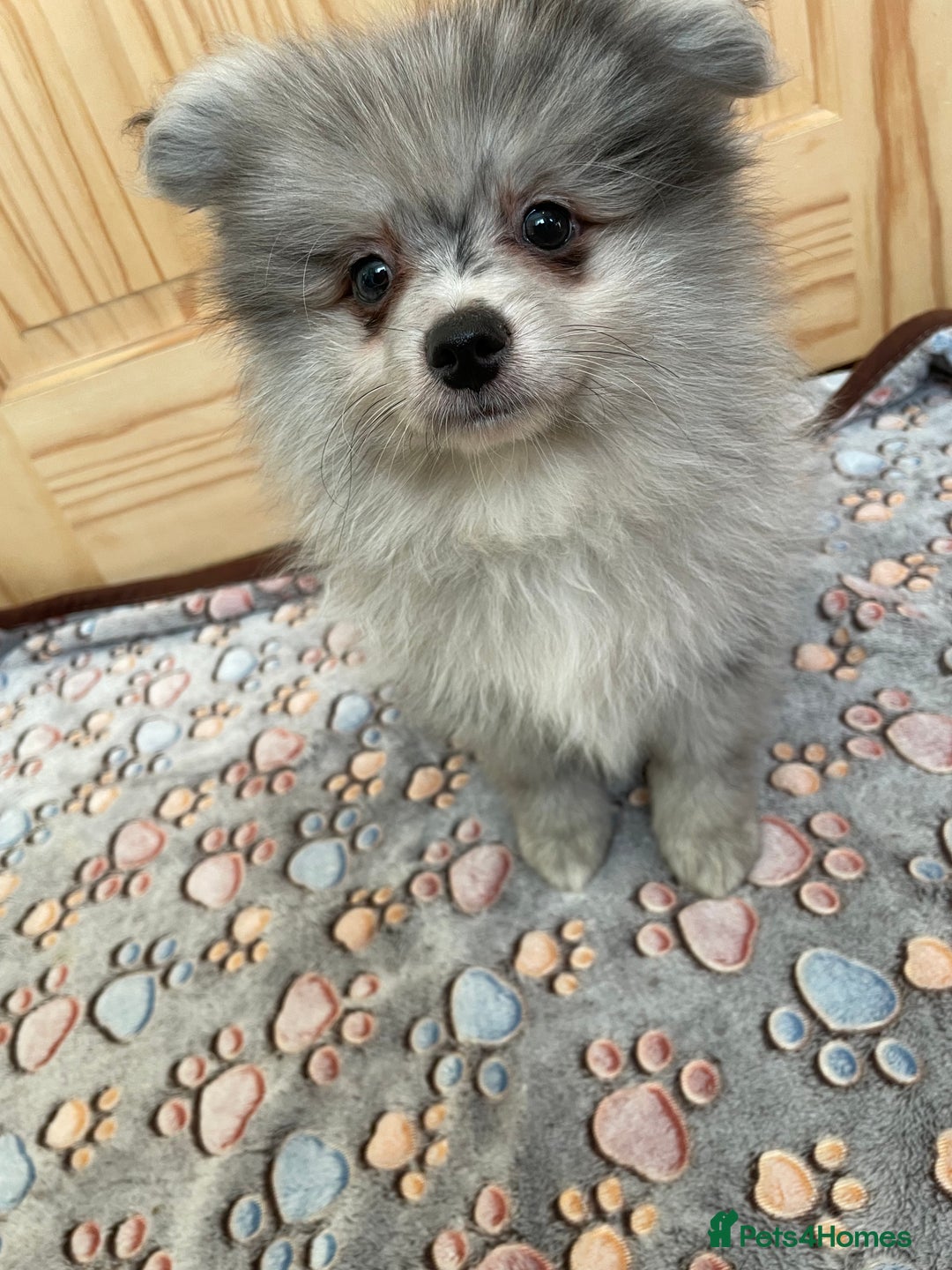 Pomeranian dogs for sale: Two puppies left Ready to Leave  - Image 5