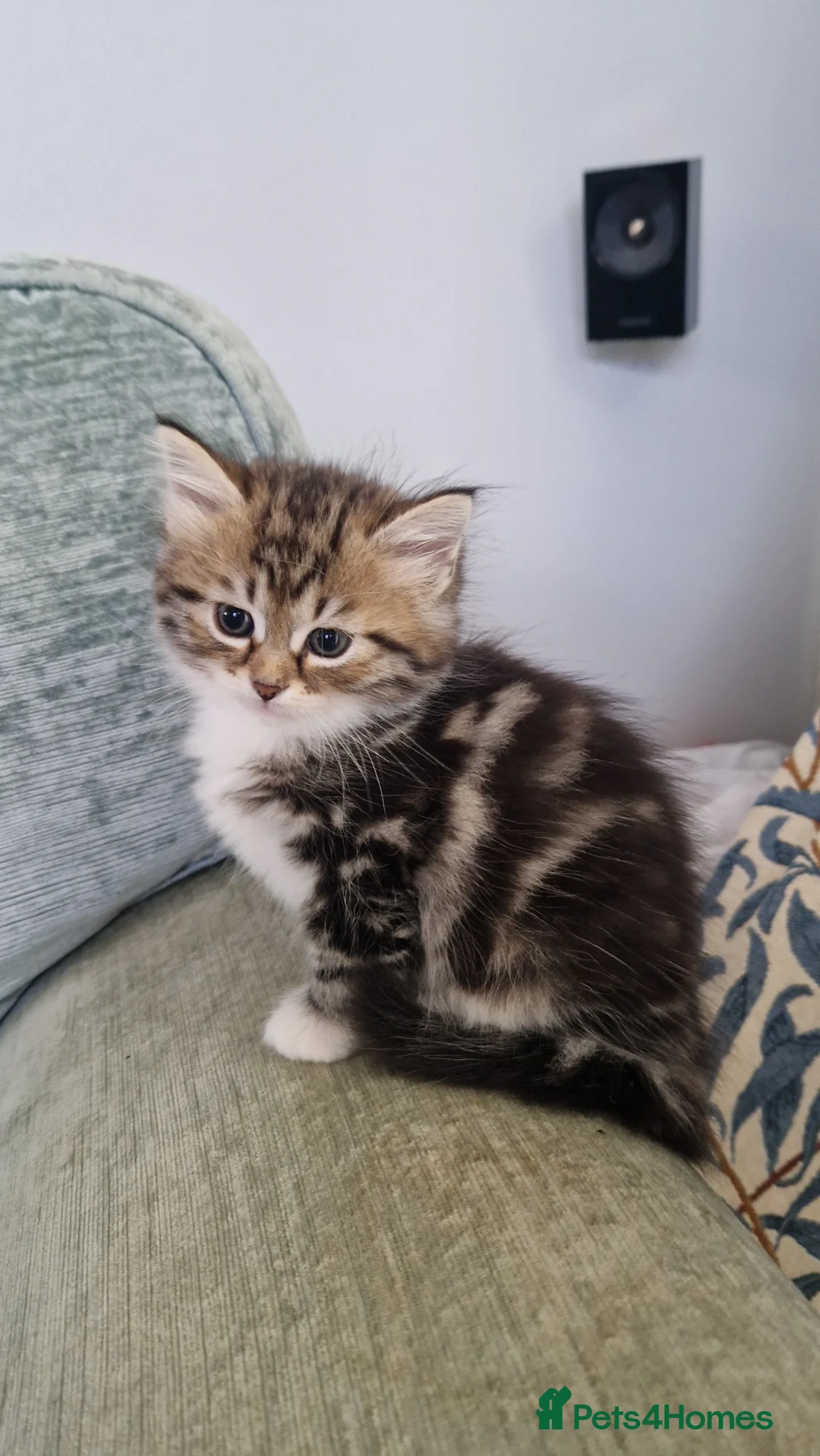 Siberian cats for sale: Adorable siberian kittens - Advert 8