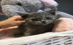 British Shorthair cats for sale: Stunning fluffy kittens  - Image 33