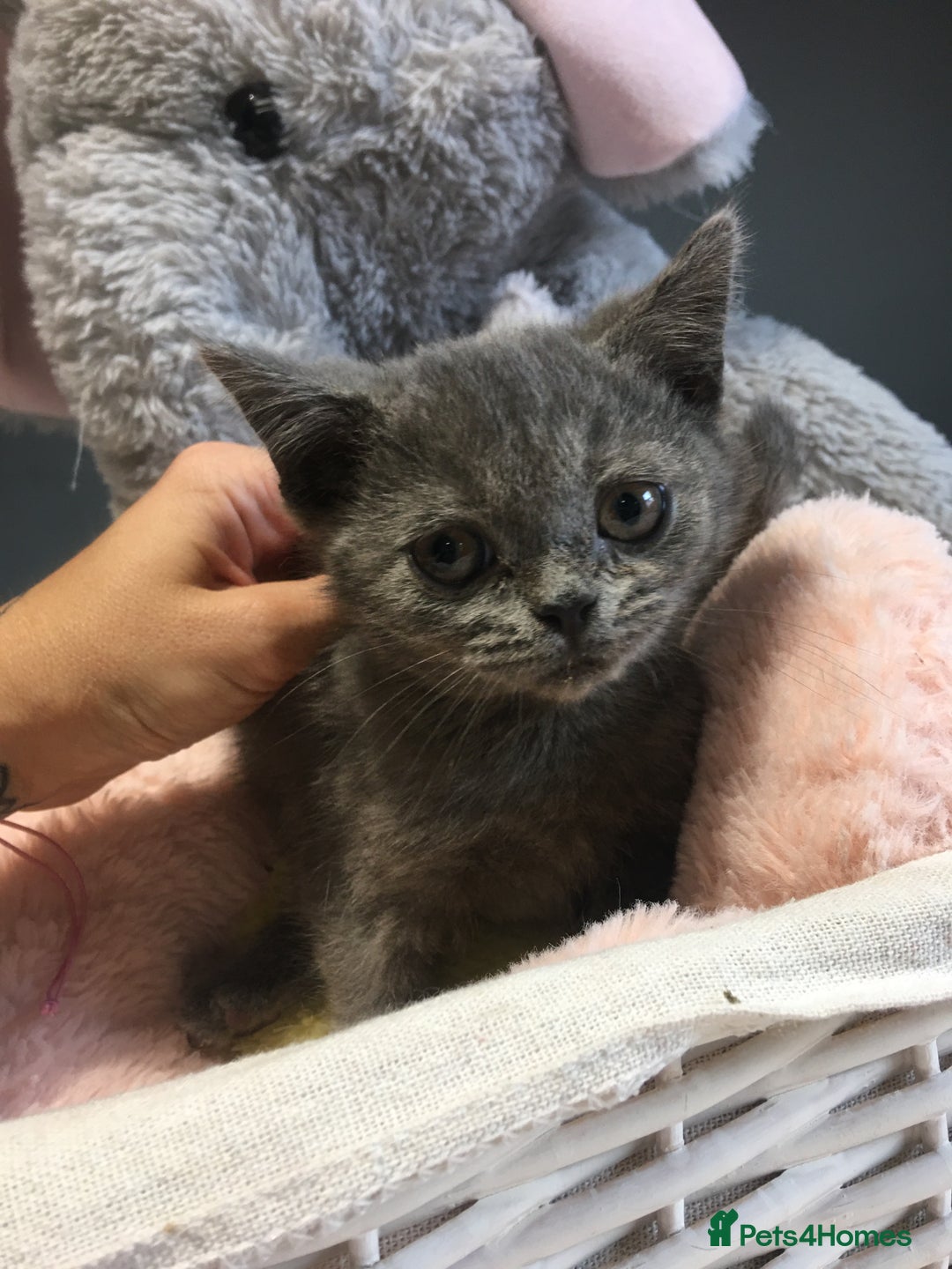 British Shorthair cats for sale: Stunning fluffy kittens  - Image 33