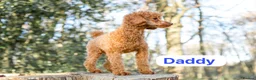 Cockapoo dogs for sale: Cockapoo ready to leave - Advert 15