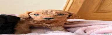 Cavapoo 4