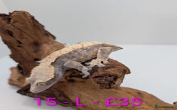 Gecko reptiles for sale: Adult Crested Geckos - Image 15