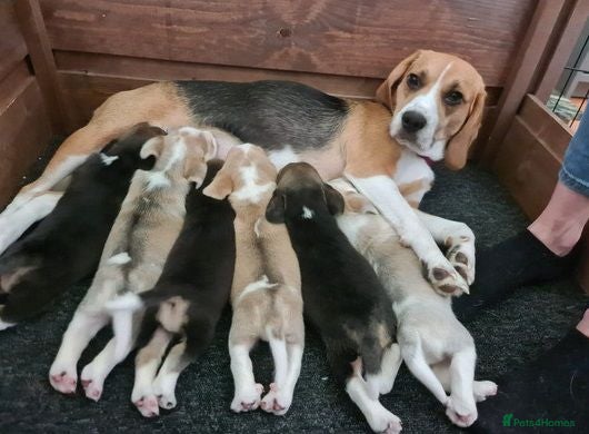 Beagle dogs Top quality Tri-color Beagles puppies For Sale - Advert 1