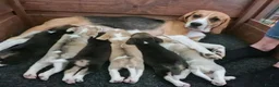 Beagle dogs for sale: Top quality Tri-color Beagles puppies For Sale in Sunderland - Advert 1