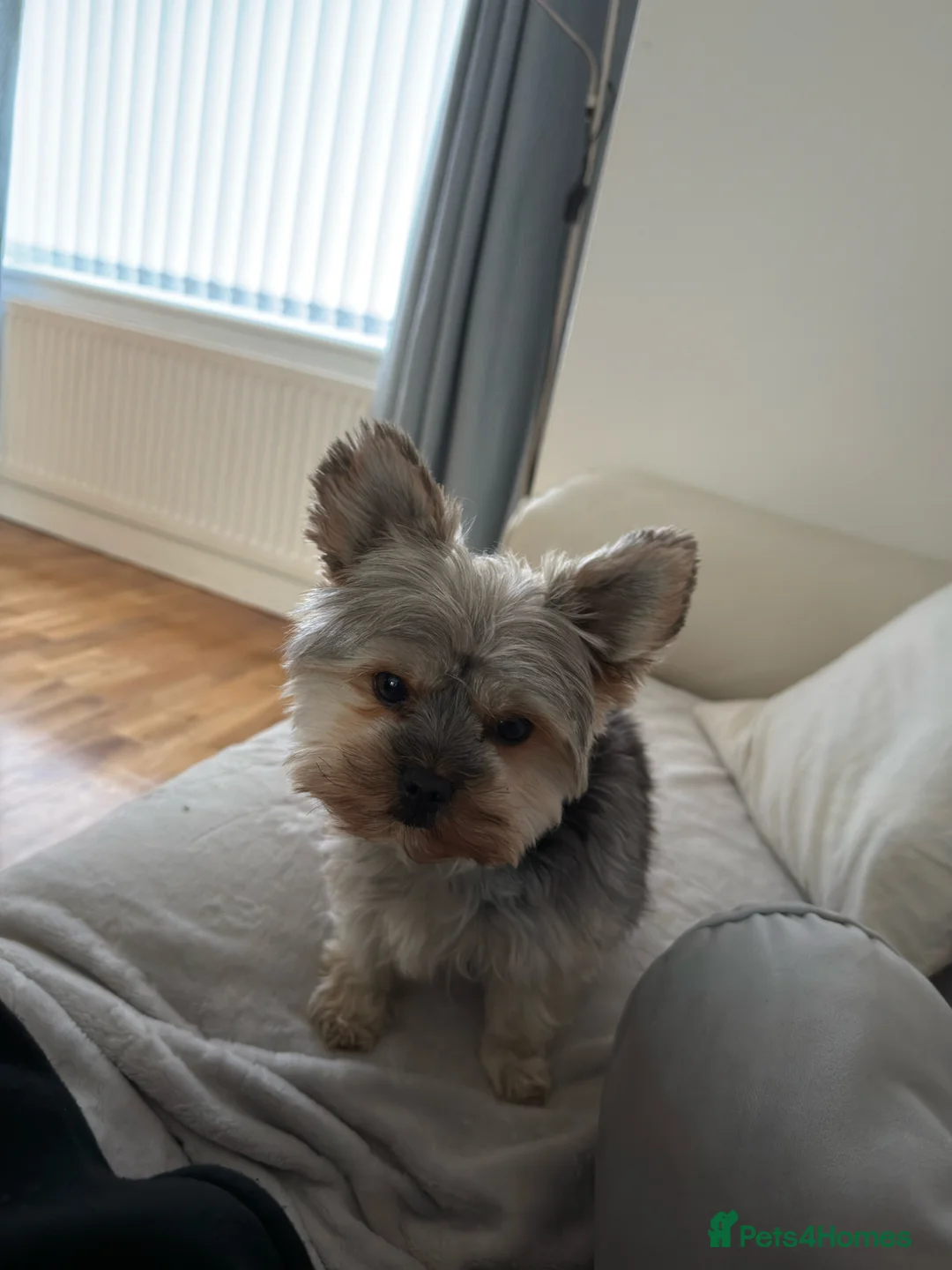 Yorkshire Terrier dogs for sale: Purebred Mini Yorkshire Terrier Boy - Advert 7