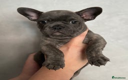 French Bulldog dogs for sale: 🐾Stunning French BullDog Puppies - Image 8