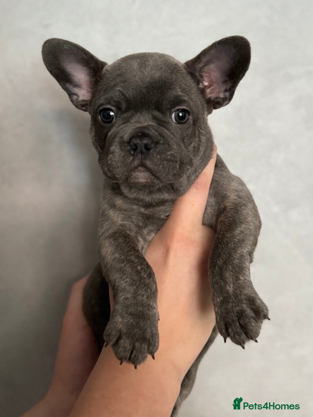 French Bulldog dogs for sale: 🐾Stunning French BullDog Puppies - Image 8