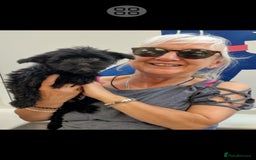 Mixed Breed dogs for sale: BUDDYBEAR - Image 6