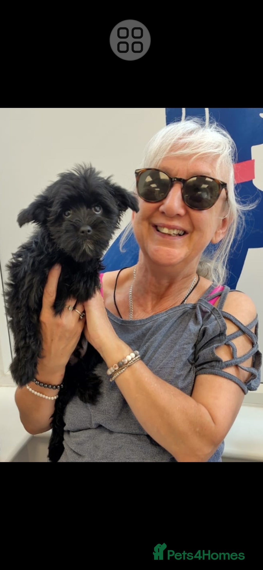 Mixed Breed dogs for sale: BUDDYBEAR - Image 6