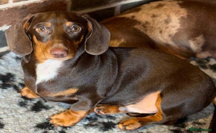 Miniature Dachshund dogs - Advert 2