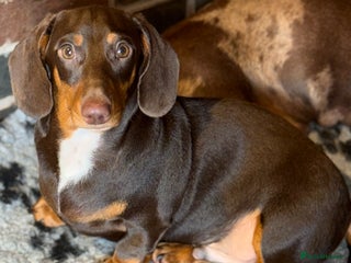 Miniature Dachshund dogs - Advert 10