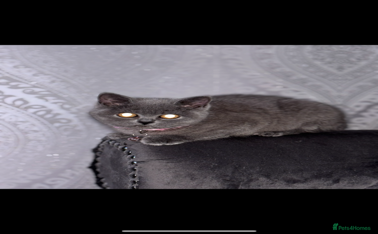British Shorthair cats - Advert 12
