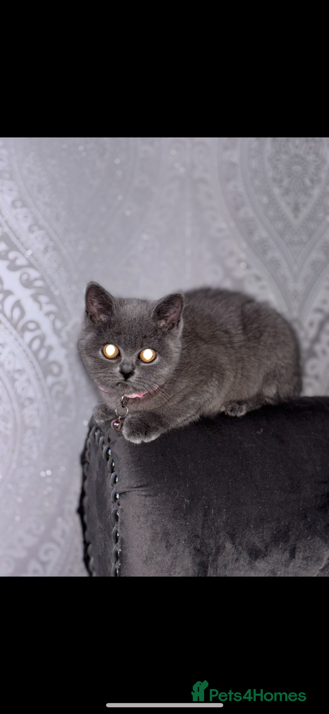 British Shorthair cats for sale: Blue British shorthair  - Image 1