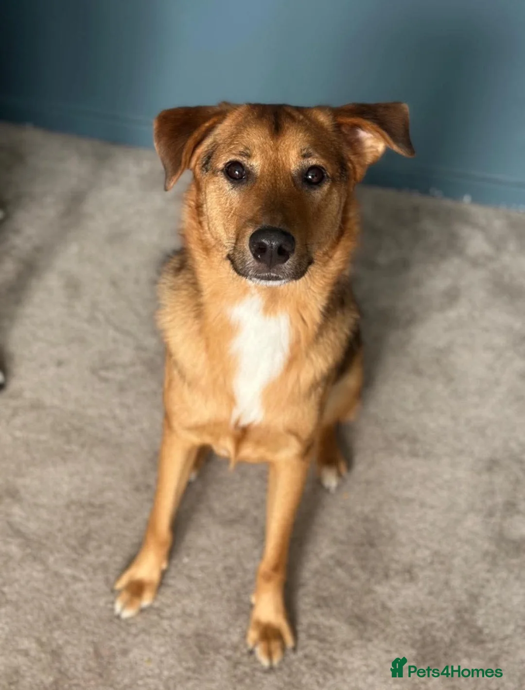 Mixed Breed dogs for adoption: Meet Elija, currently residing in Argyll and Bute in Campbeltown - Advert 1