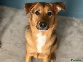 Mixed Breed dogs Meet Elija, currently residing in Argyll and Bute - Advert 1