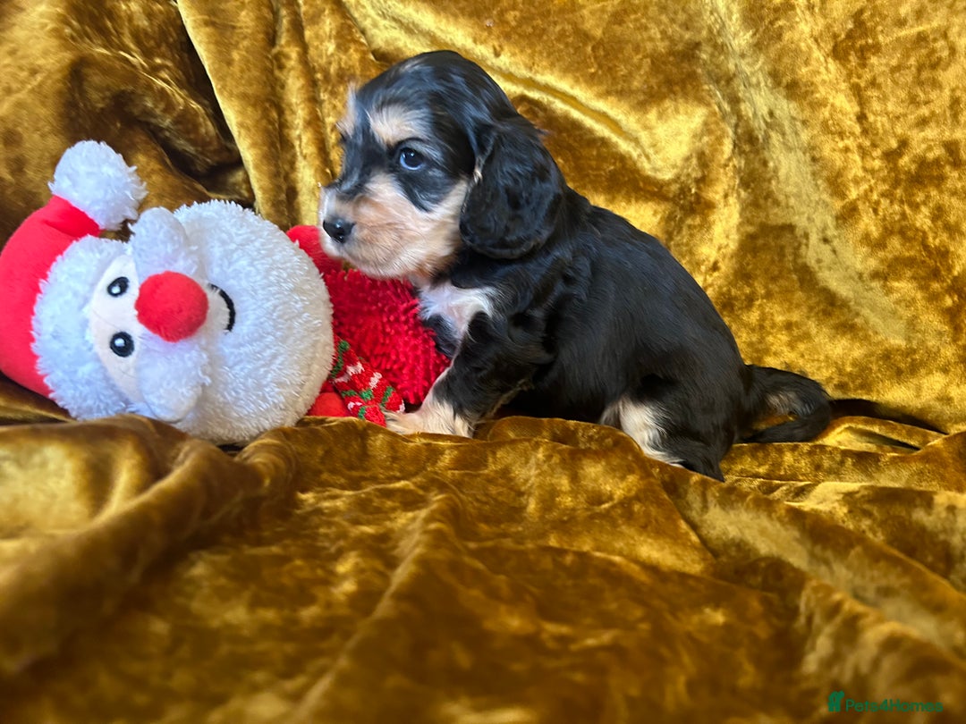 Cocker Spaniel dogs for sale: KC registered, health tested, Show cocker spaniels - Advert 28