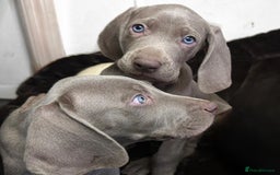 Weimaraner dogs for sale: Stunning Weimaraner pups (KC Registered pedigree)  - Image 6