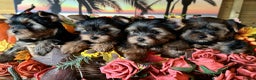 Yorkshire Terrier dogs for sale: Beautiful Pedigree Yorkshire Terrier puppies. - Advert 6