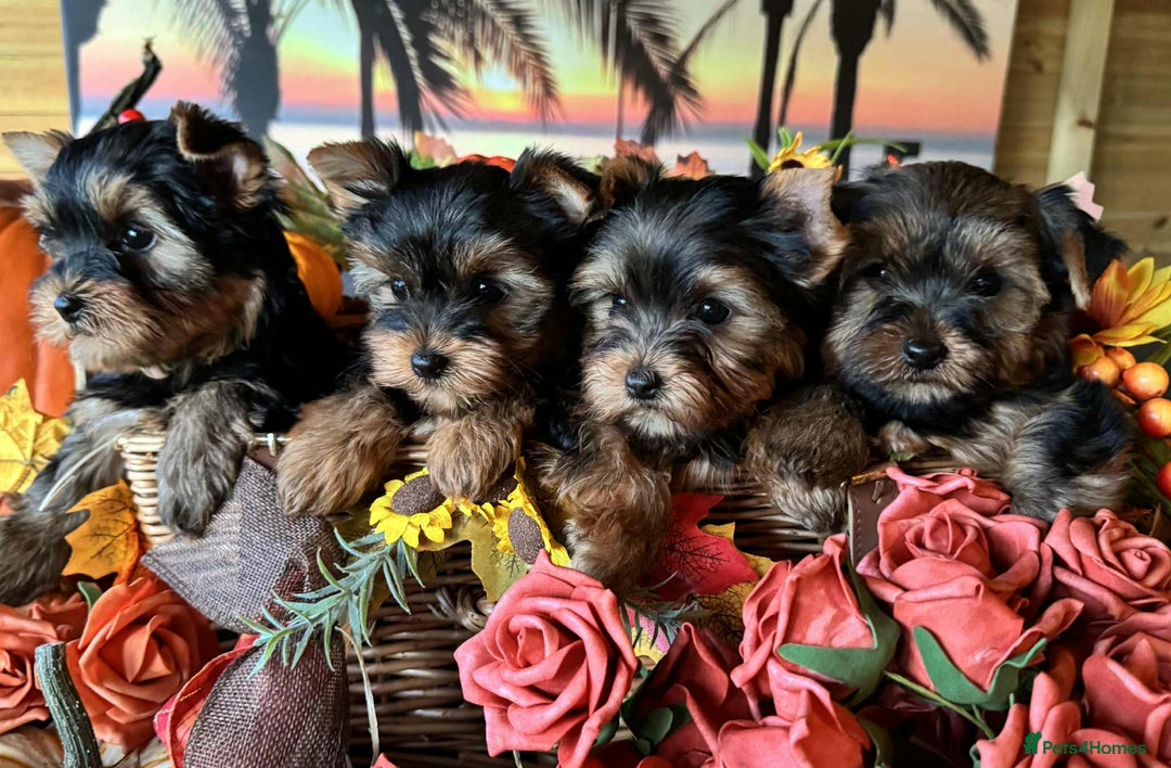 Yorkshire Terrier dogs for sale: Beautiful Pedigree Yorkshire Terrier puppies. - Advert 2