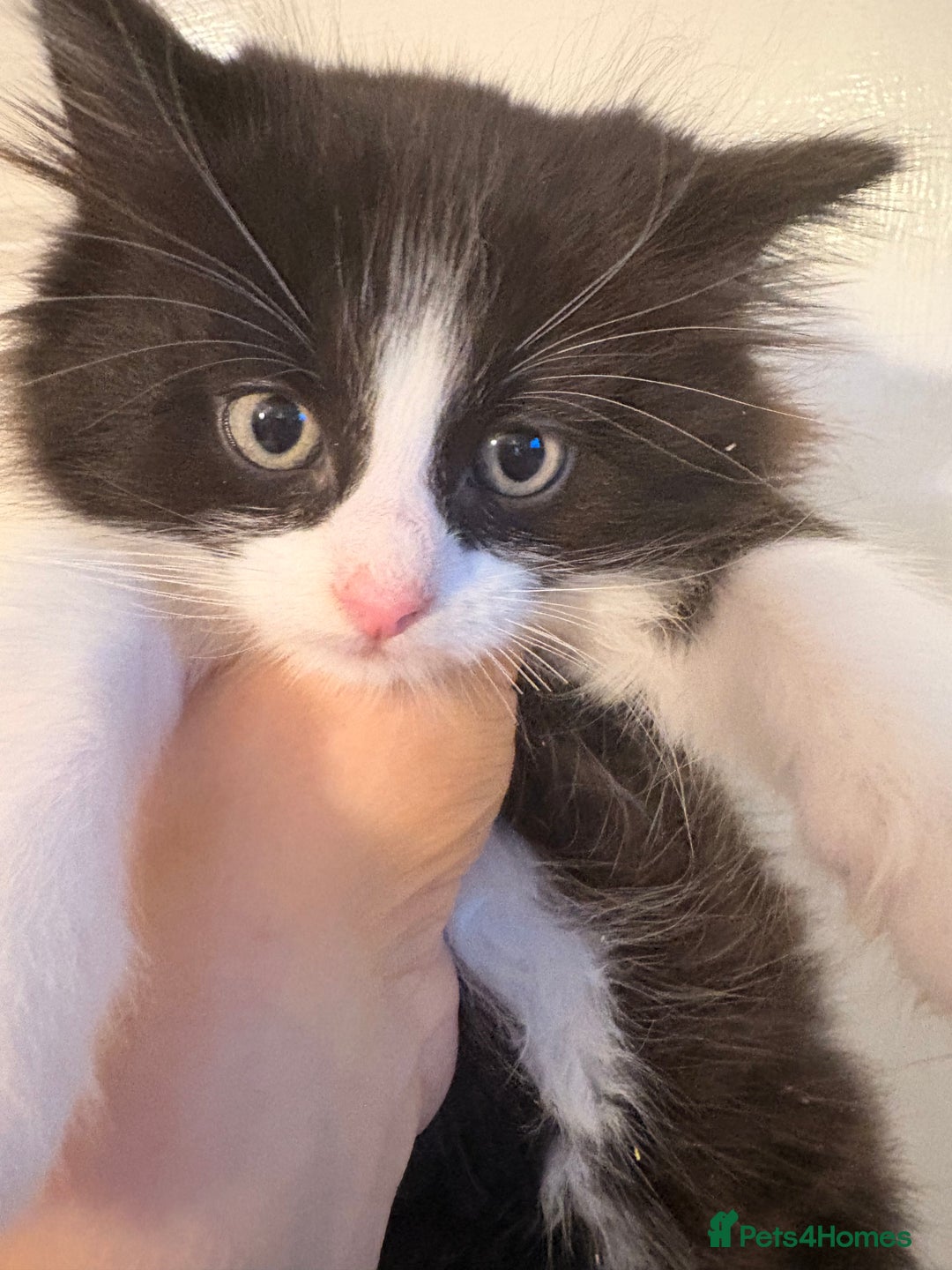 Mixed Breed cats for sale: 4 gorgeous boys 2 fluffy and a chocolate brown  - Advert 5