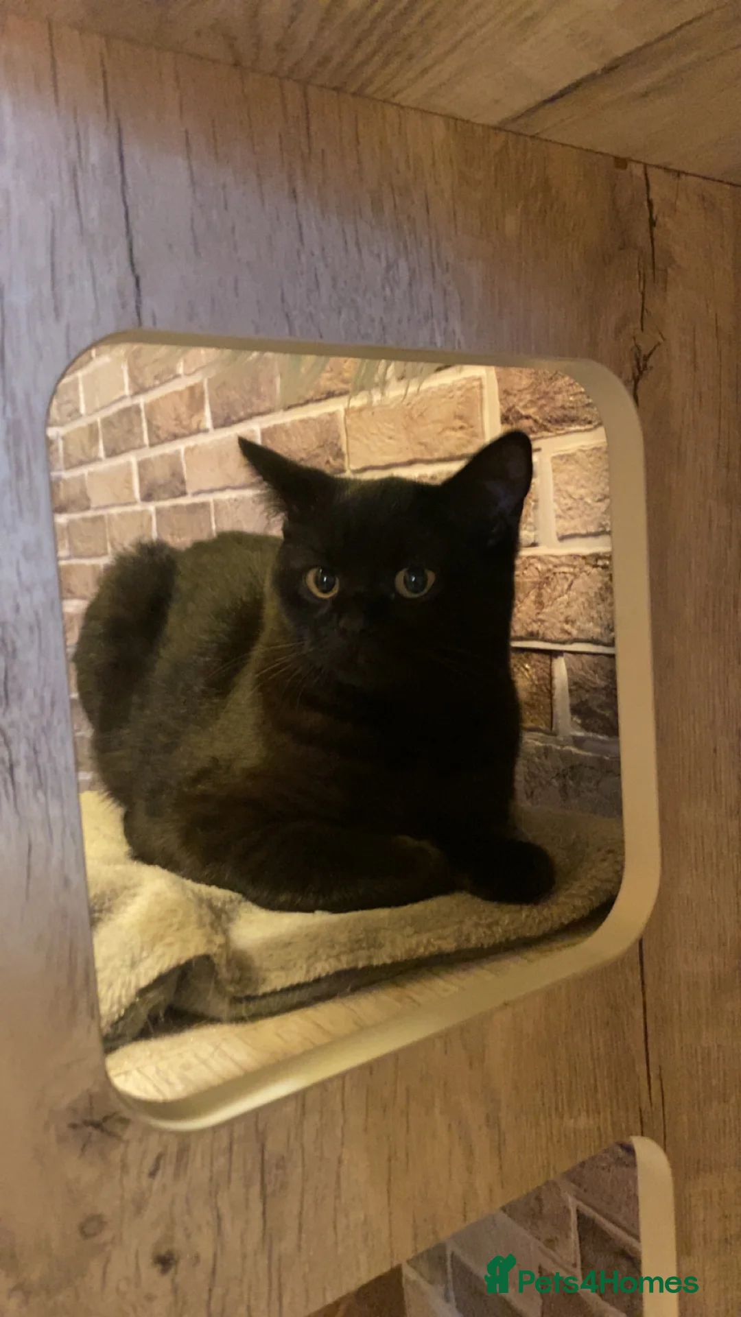 British Shorthair cats for sale: British Shorthair Kitten - Advert 11