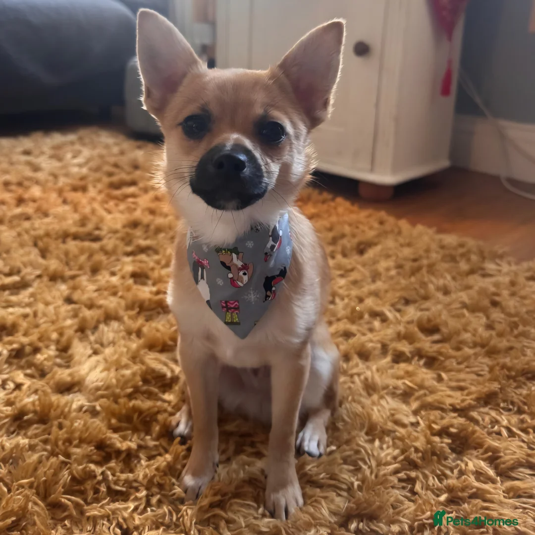 Pomchi dogs for sale: Pomchi in Cardiff - Advert 2