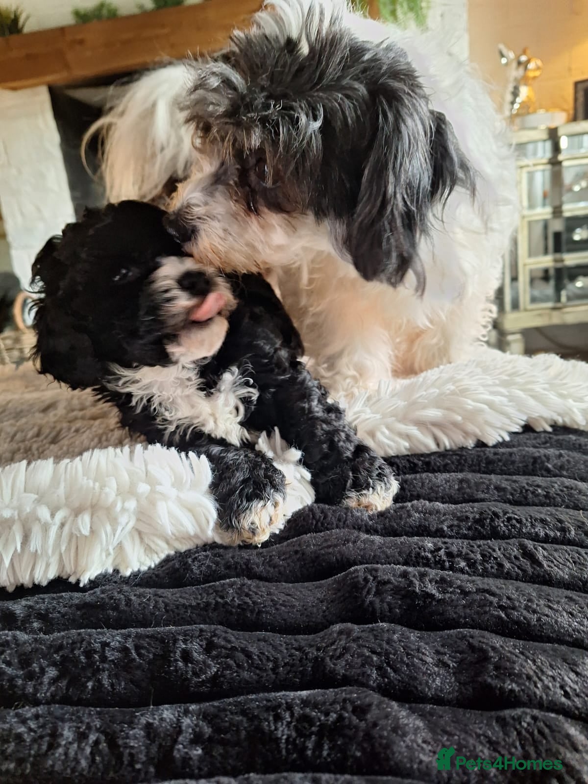 Cavapoochon dogs Cavapoochon puppies  - Advert 2