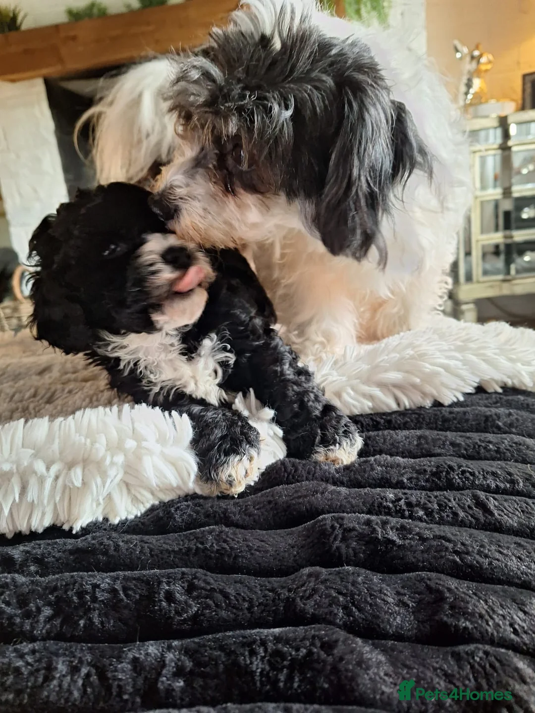 Cavapoochon dogs for sale: Cavapoochon puppies  - Advert 2