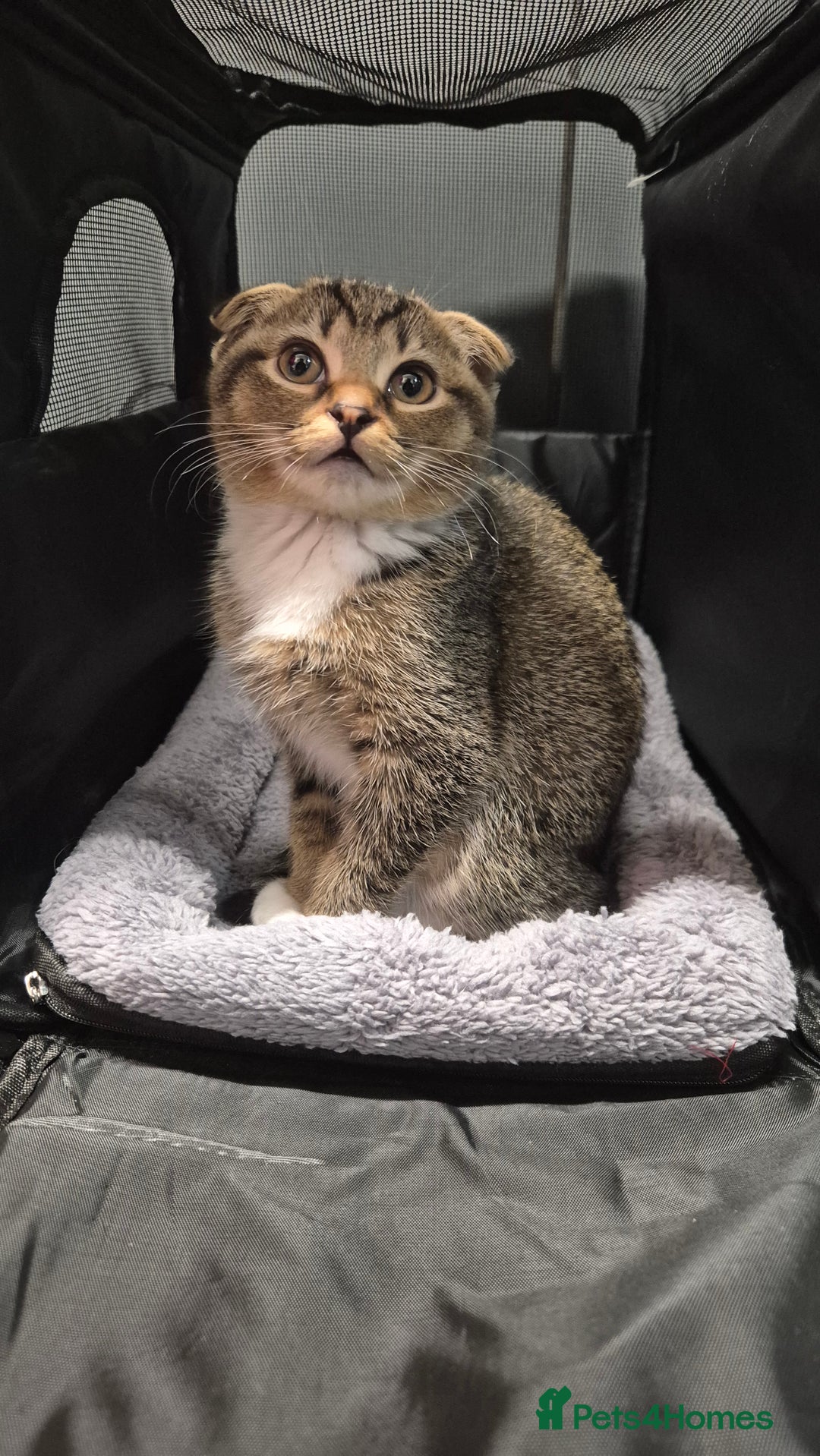 Scottish Fold cats for sale: LAST GOLDEN SHADED GIRL SCOTTISH FOLD GIRL LEFT - Advert 1