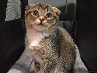 Scottish Fold cats LAST GOLDEN SHADED GIRL SCOTTISH FOLD GIRL LEFT - Advert 15