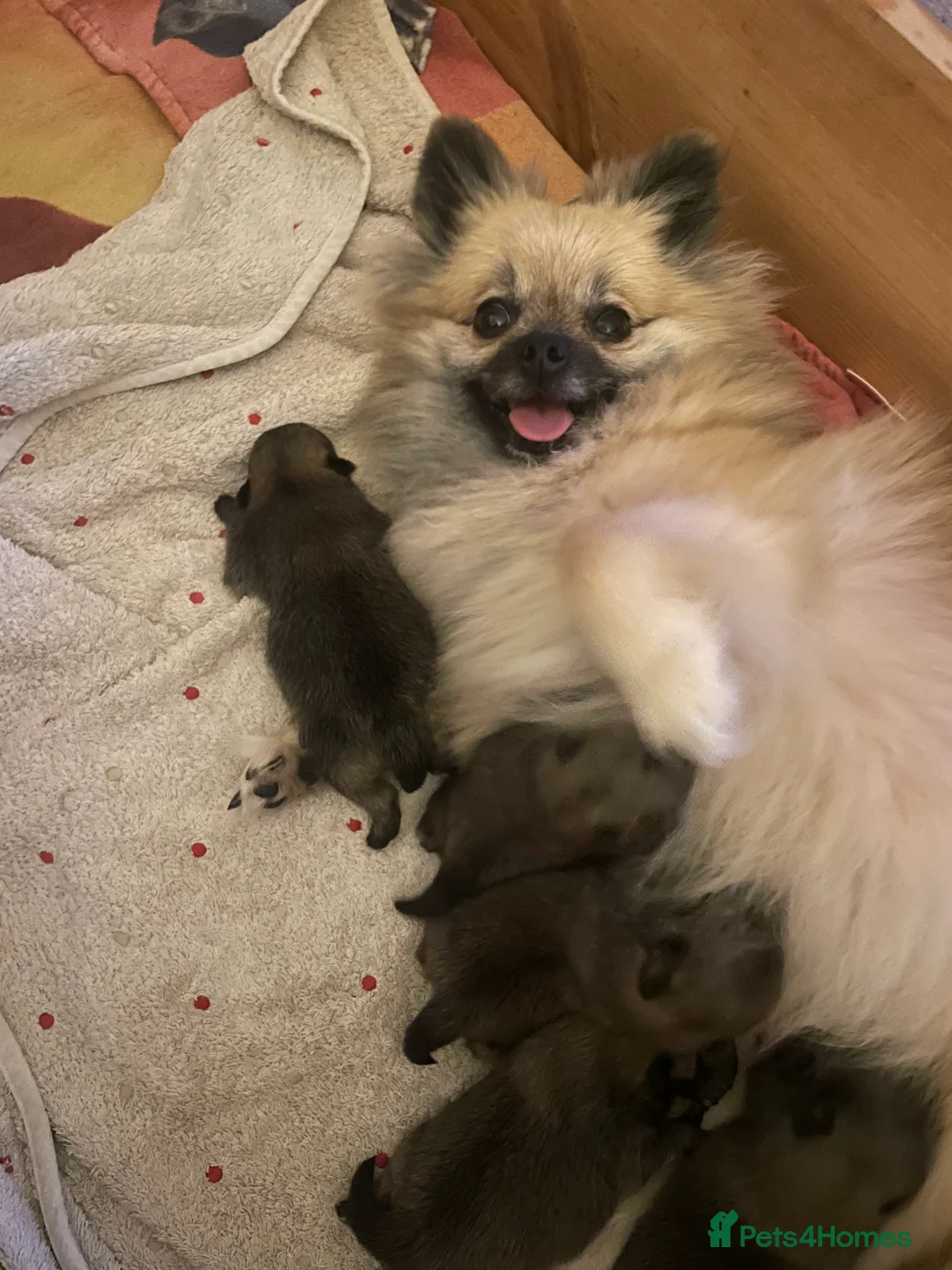 Pomeranian dogs for sale: 5 Generation champion Russian bloodline - Advert 25