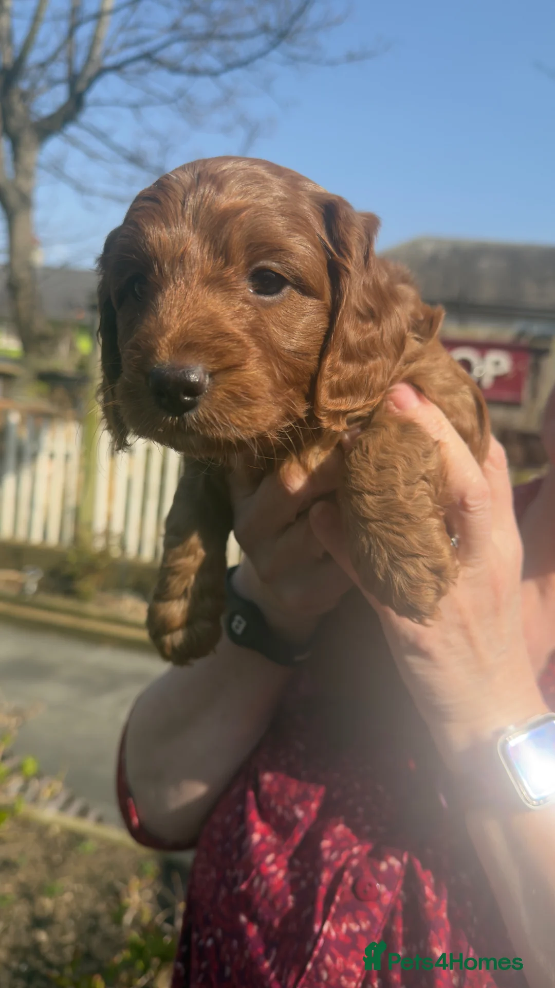 Cockapoo dogs for sale: F1 Toy Cockerpoo’s fox red with white markings - Advert 2