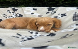 Cocker Spaniel dogs for sale: Five beautiful cocker spaniels - Image 21