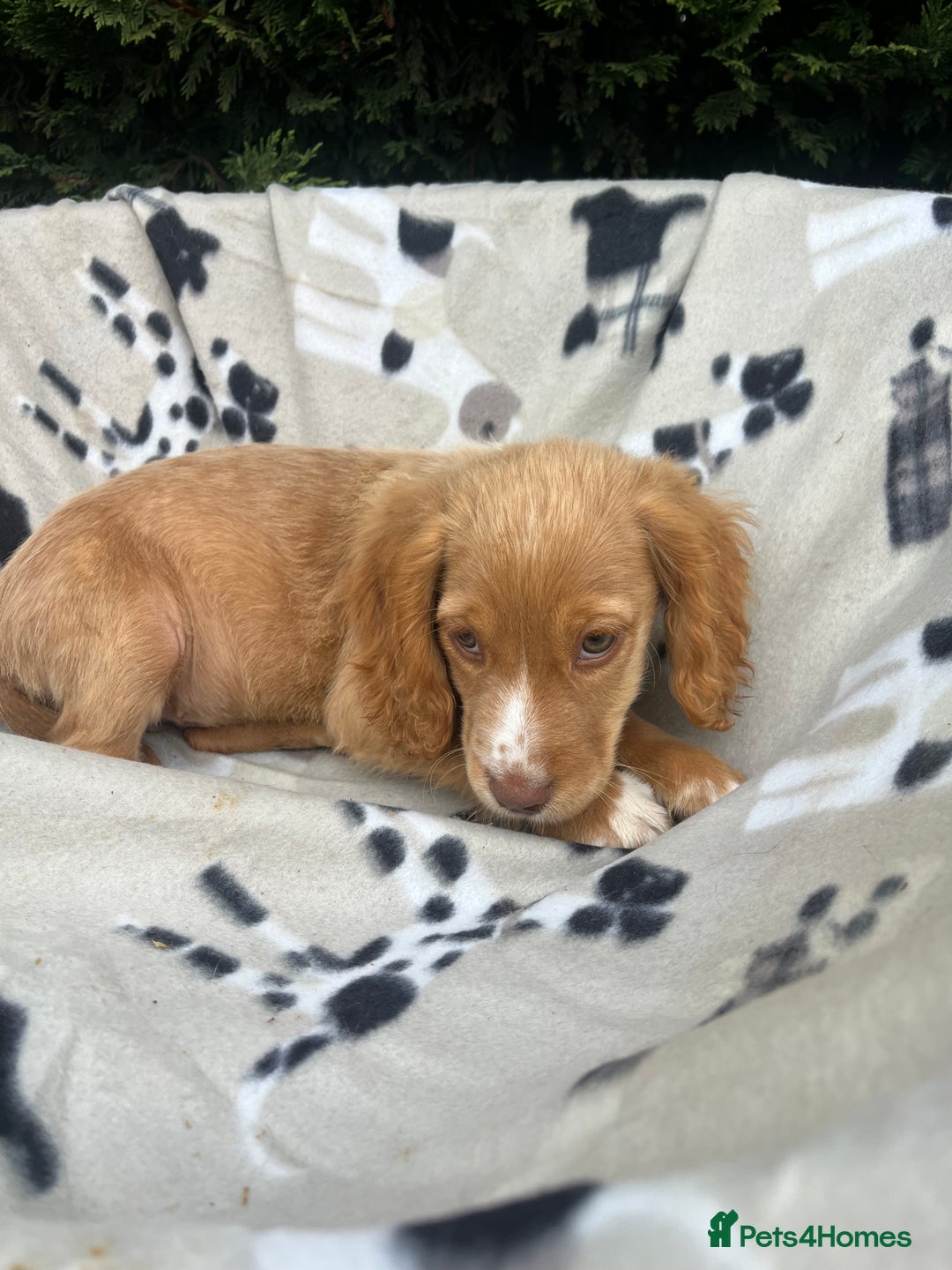 Cocker Spaniel dogs for sale: Five beautiful cocker spaniels - Image 21