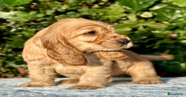 Cocker Spaniel dogs - Advert 6