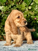 Cocker Spaniel dogs - Advert 6