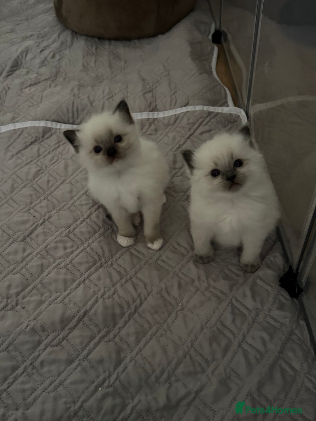 Ragdoll cats for sale: Last mitted Ragdoll boy available  - Advert 7