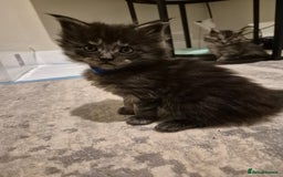 Maine Coon cats for sale: 4 beautiful maine coon babies - Image 5